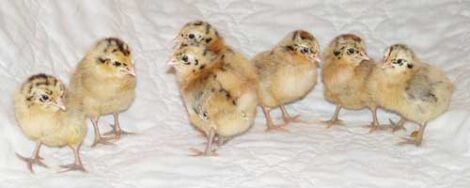 Improve Hatch Rates with the Right Incubator Image